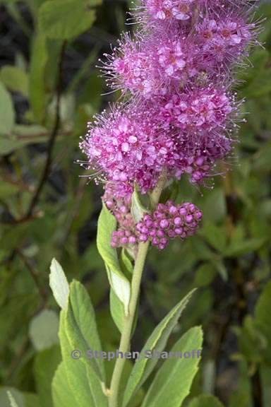 spiraea douglasii 2 graphic